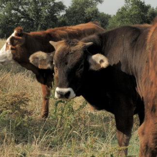 Vaux et vaches en plan fixe