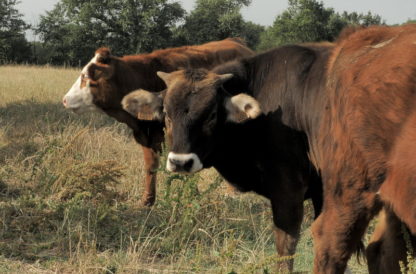 Vaux et vaches en plan fixe