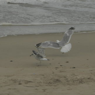 Mouettes sur les plage