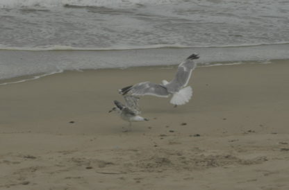 Mouettes sur les plage