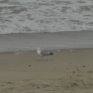 Mouette sur la plage