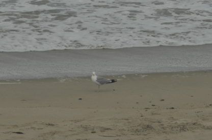 Mouette sur la plage